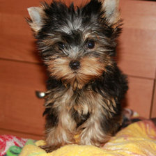 Схема вышивки «Пуговка»