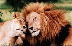 Пушистая нежность - лев, дикие хищные кошки, хищник, львица, животные, дикие кошки - оригинал