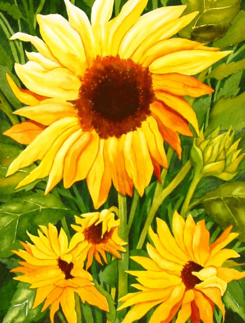 Подсолнух - полевые цветы, лето, подсолнух, подсолнухи, цветы, солнышко - оригинал