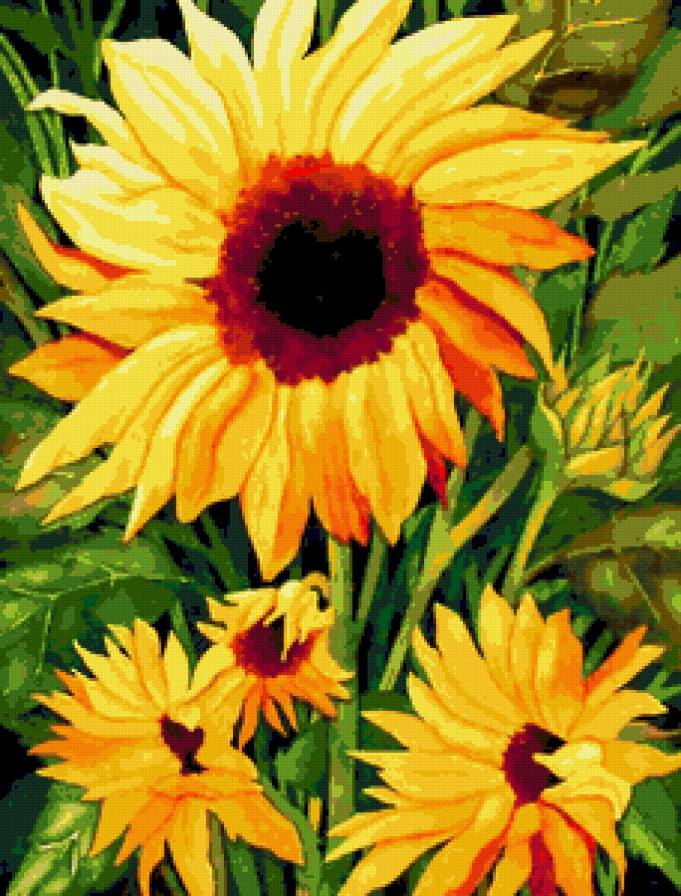 Подсолнух - лето, подсолнух, солнышко, цветы, полевые цветы, подсолнухи - предпросмотр