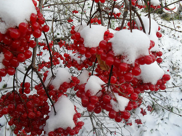 №194751 - оригинал