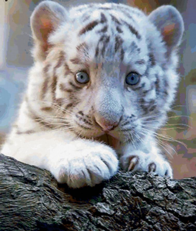 Тигрёнок - тигры, тигренок, животные - предпросмотр