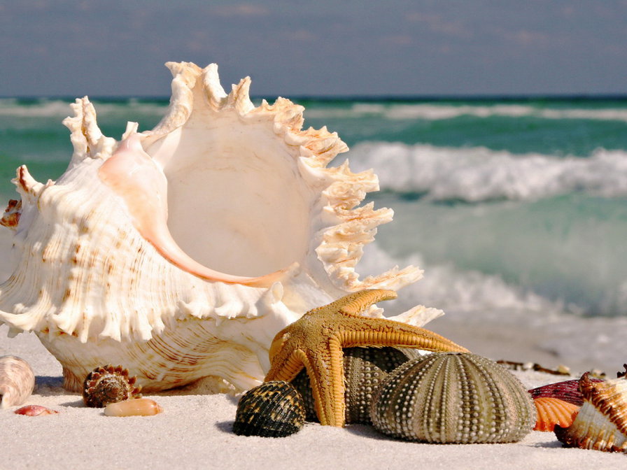 ракушки - оригинал