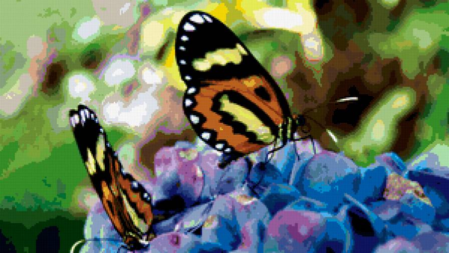 бабочки - природа, бабочки - предпросмотр