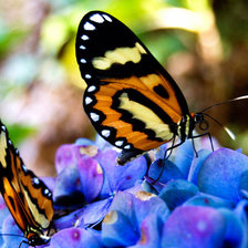 Схема вышивки «бабочки»