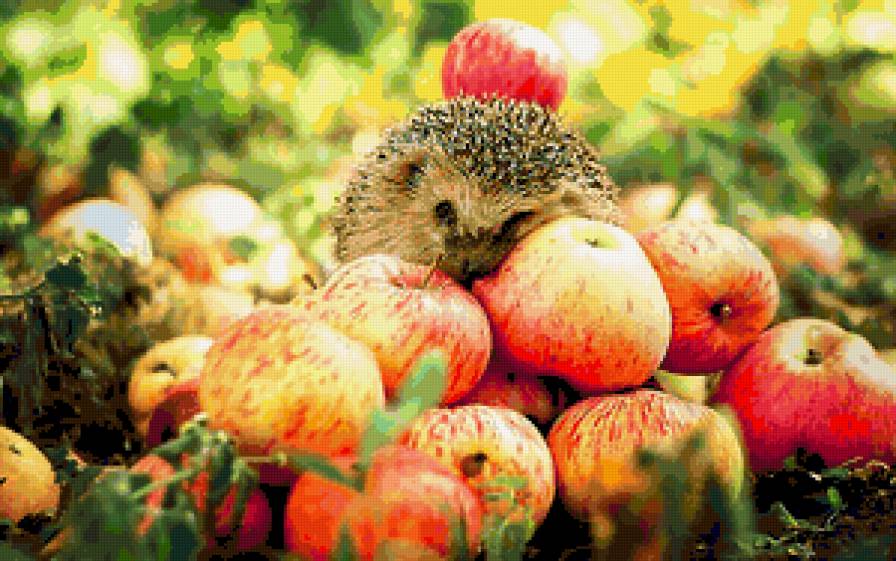 еж - животные, яблоки, еж - предпросмотр