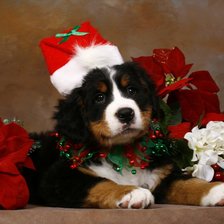 Christmas puppy