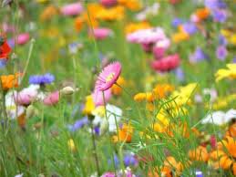 полевые цветы - цветы - оригинал