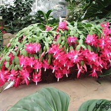 Схема вышивки «цветы»