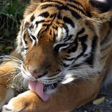 Схема вышивки «№195479»