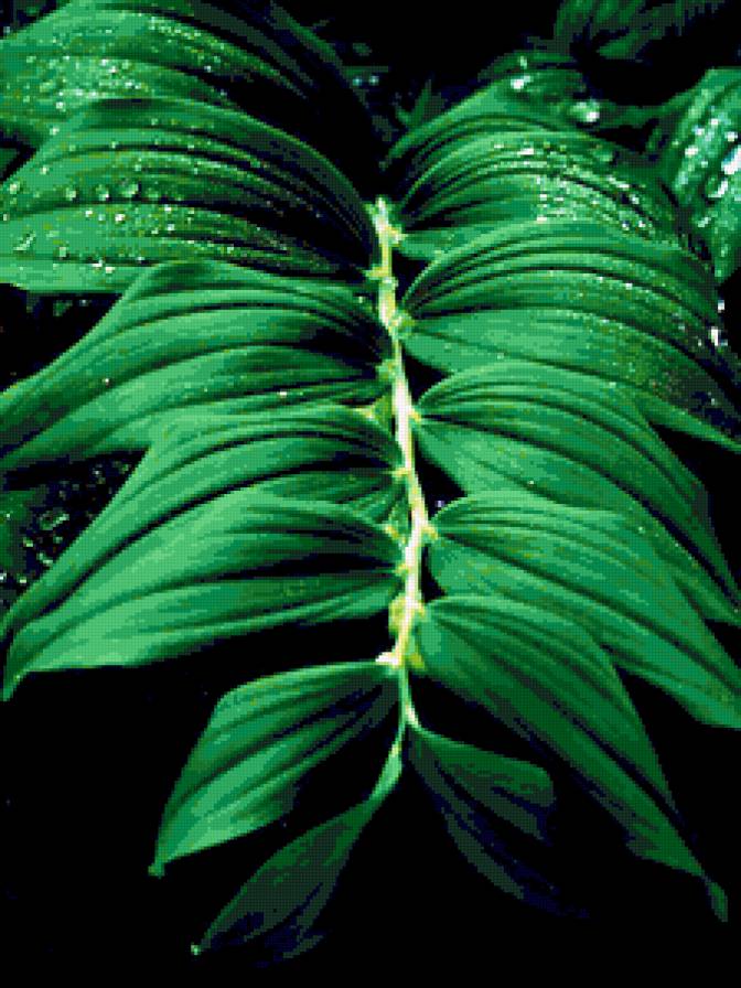 №195502 - цветы - предпросмотр