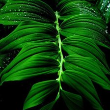 Схема вышивки «№195502»