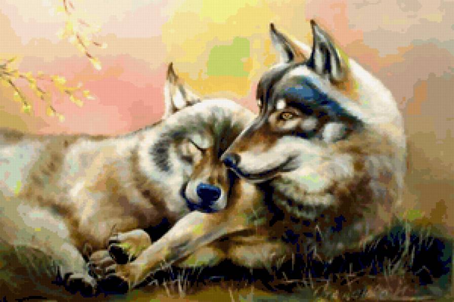 пара - хищник, волки, животные, волк - предпросмотр