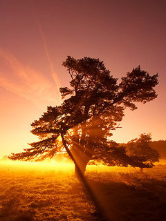 Трепетный закат - оригинал