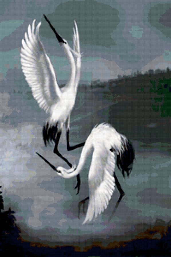 Аисты - предпросмотр