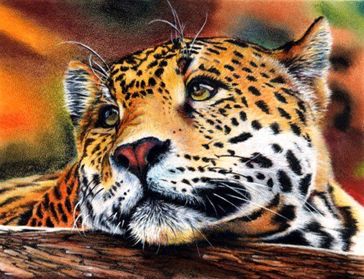 тигруля - оригинал