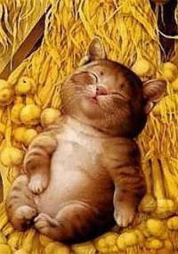 котенок - кошки... - оригинал