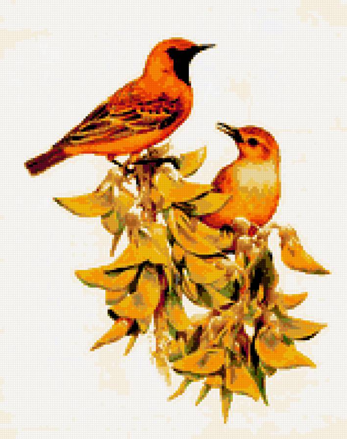 Серия "Птицы" - жолтые, природа, птицы - предпросмотр