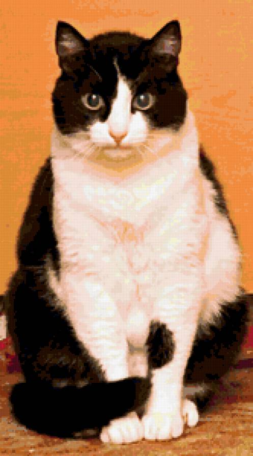 макс - кот - предпросмотр