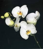 Оригинал схемы вышивки «Белая орхидея» (№196218)