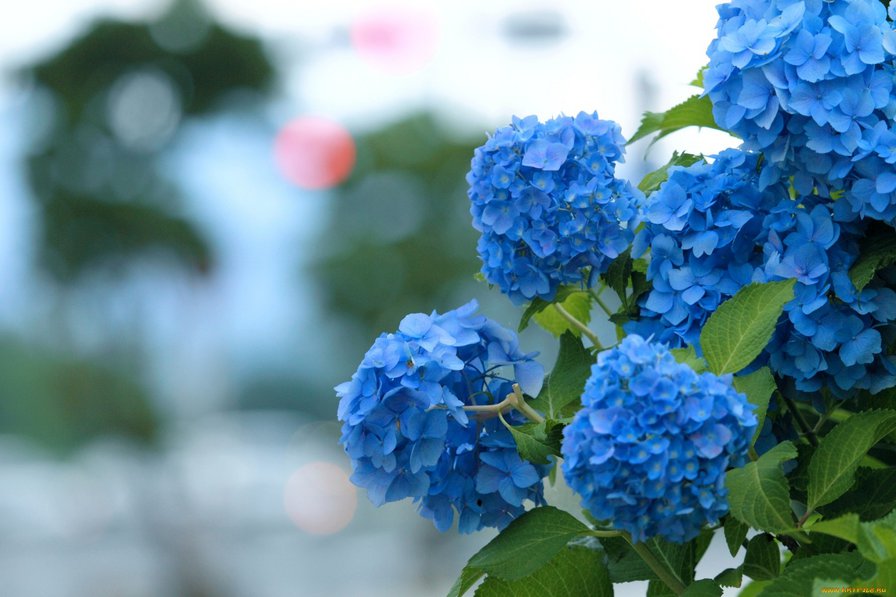 Гортензия - гортензия, цветы, картина, голубые цветы - оригинал