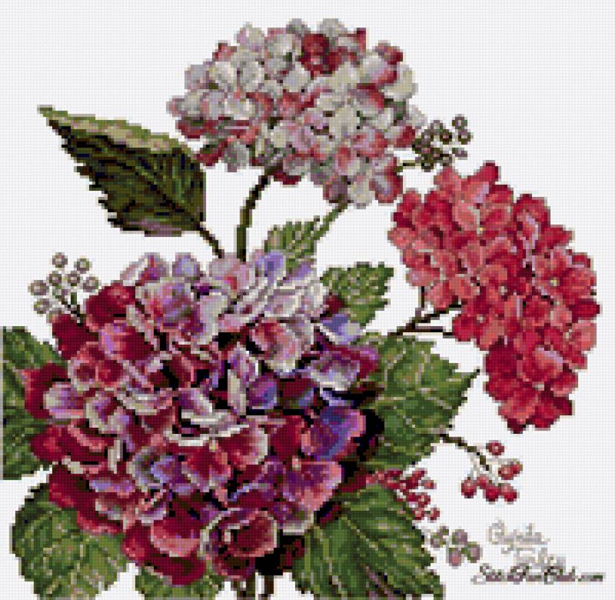 Гортензия - цветы, картина, голубые цветы, гортензия, фиолетовые цветы - предпросмотр