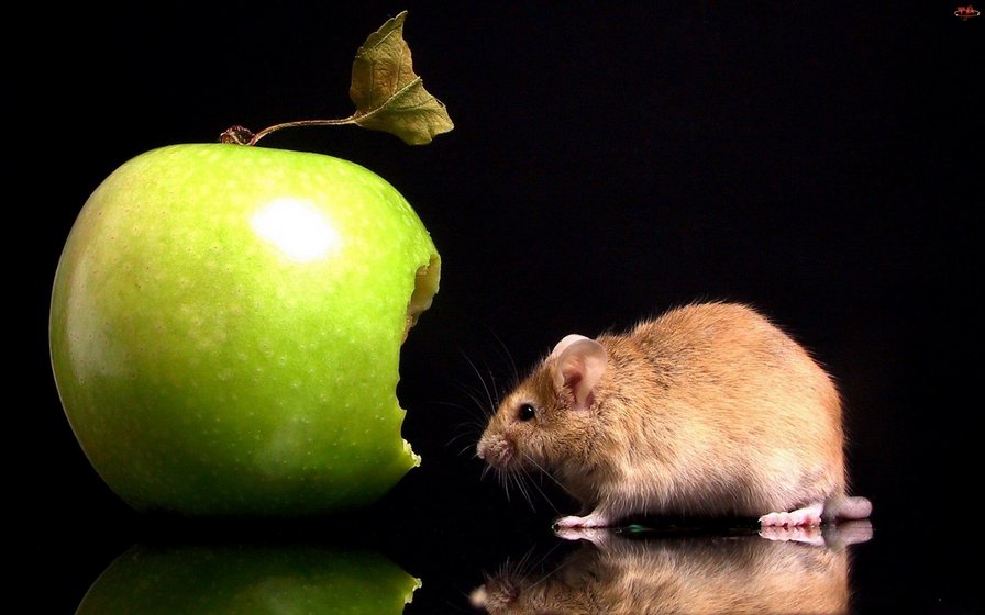 яблоко и мышь - оригинал