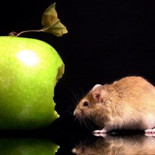 яблоко и мышь