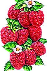 Малинка - малинка - оригинал