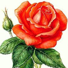 Схема вышивки «Роза»