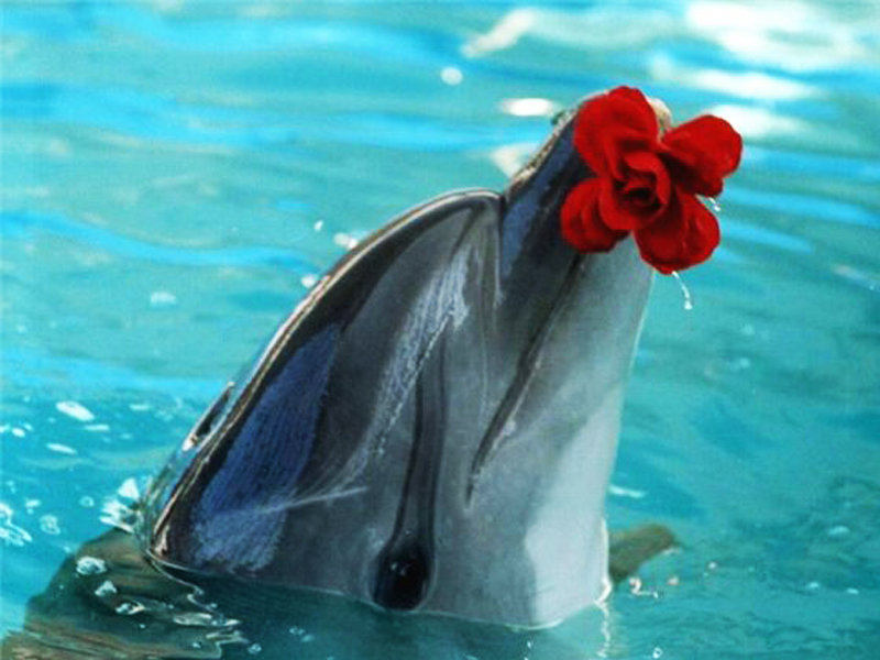 №196613 - оригинал