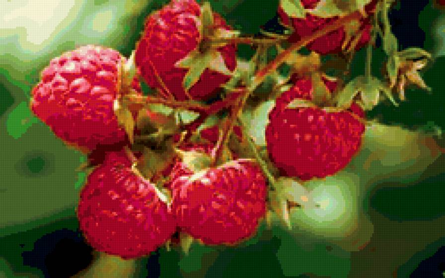 малина - ягоды - предпросмотр