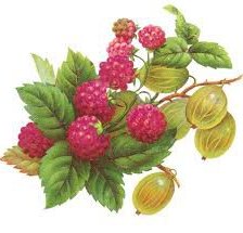 Оригинал схемы вышивки «ягоды» (№196672)