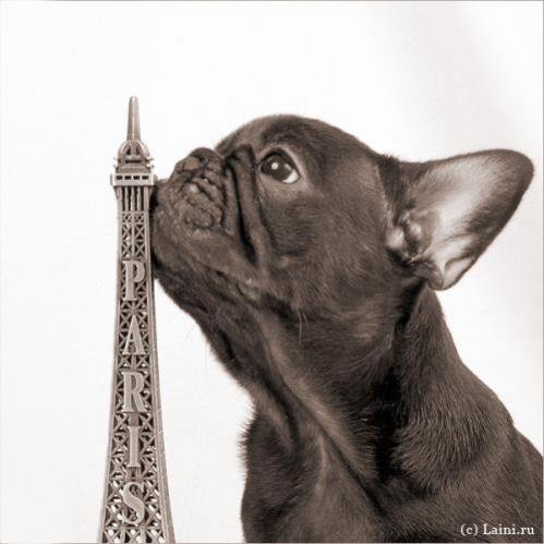 собачка - животные, собаки - оригинал