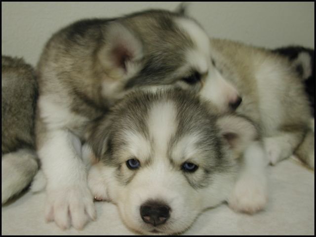 собачки - животные, собаки, любовь - оригинал