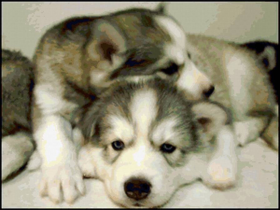 собачки - любовь, собаки, животные - предпросмотр