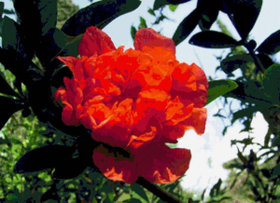 цветок граната - предпросмотр