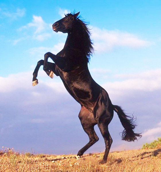 вороной - оригинал