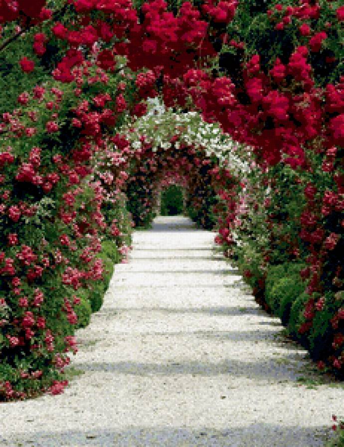 цветник - природа, цветы, парк - предпросмотр