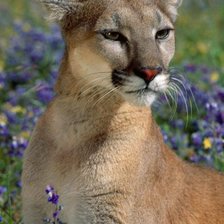 Схема вышивки «львица»