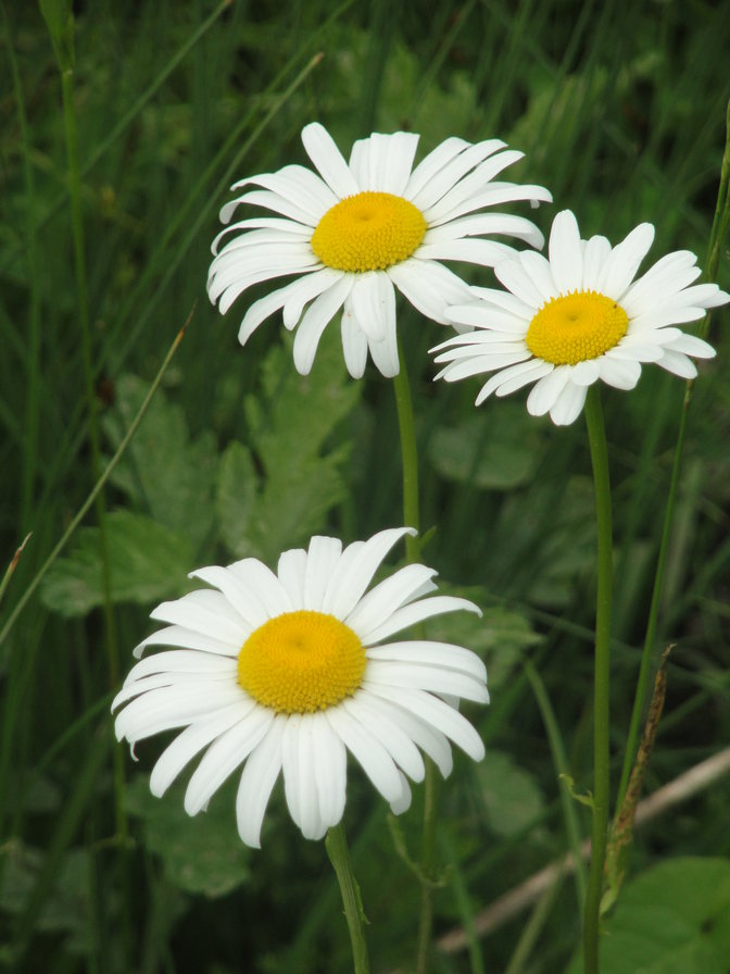 ромашки - ромашки, природа - оригинал