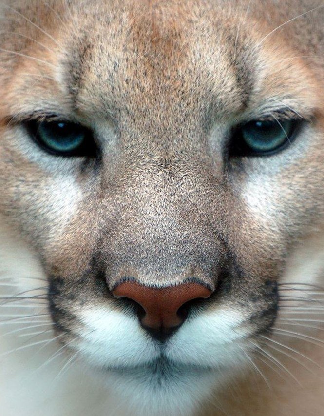 львица - львица, хищник, лев - оригинал