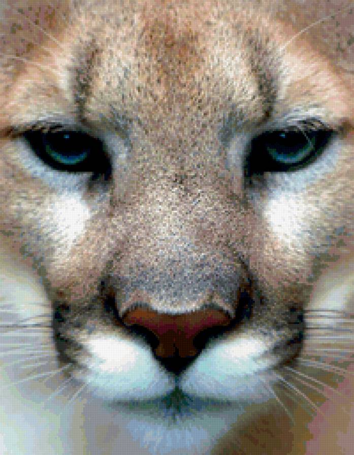 львица - львица, лев, хищник - предпросмотр