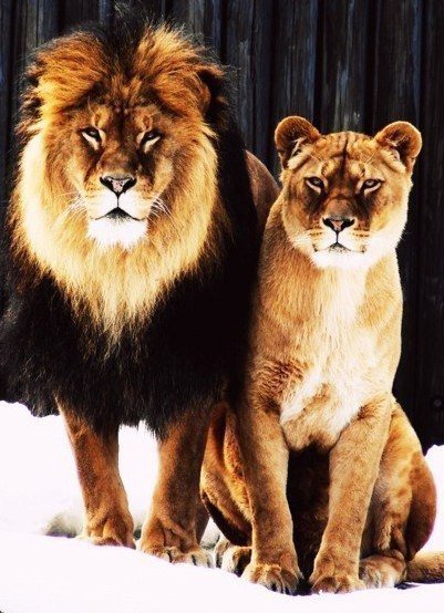 хищники - лев, львица, хищник - оригинал