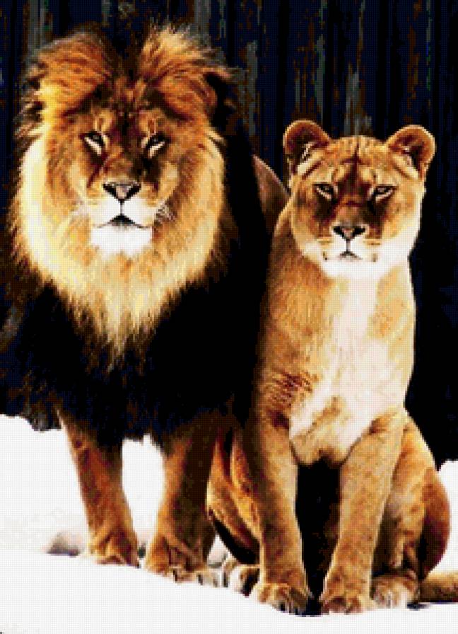 хищники - лев, львица, хищник - предпросмотр