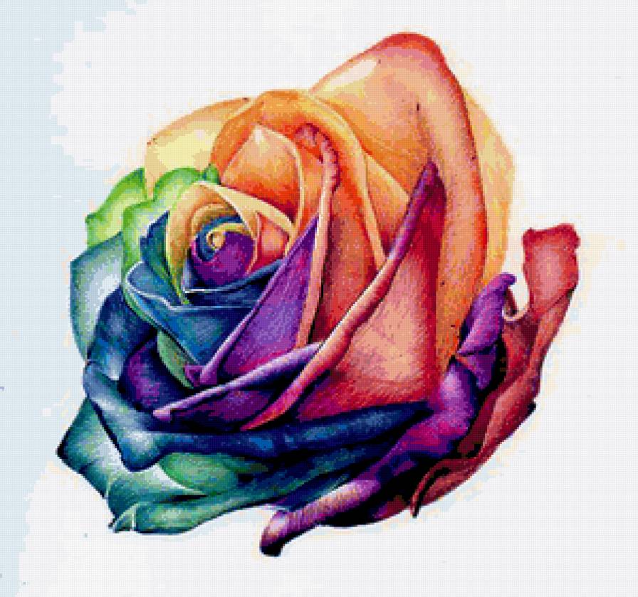 роза многоцветная - предпросмотр