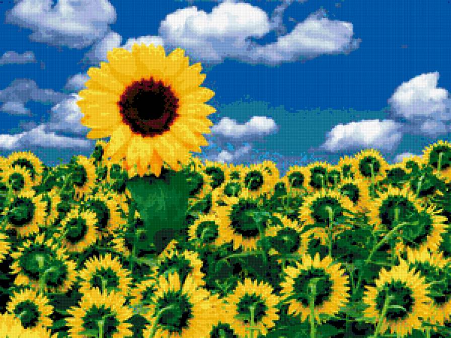 подсолнухи - предпросмотр
