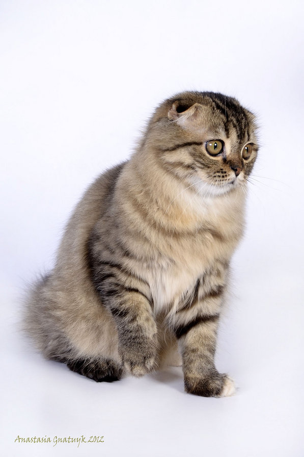 №197335 - оригинал