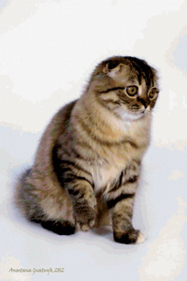 №197335 - предпросмотр