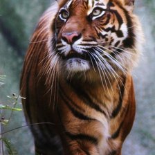 Схема вышивки «№197485»